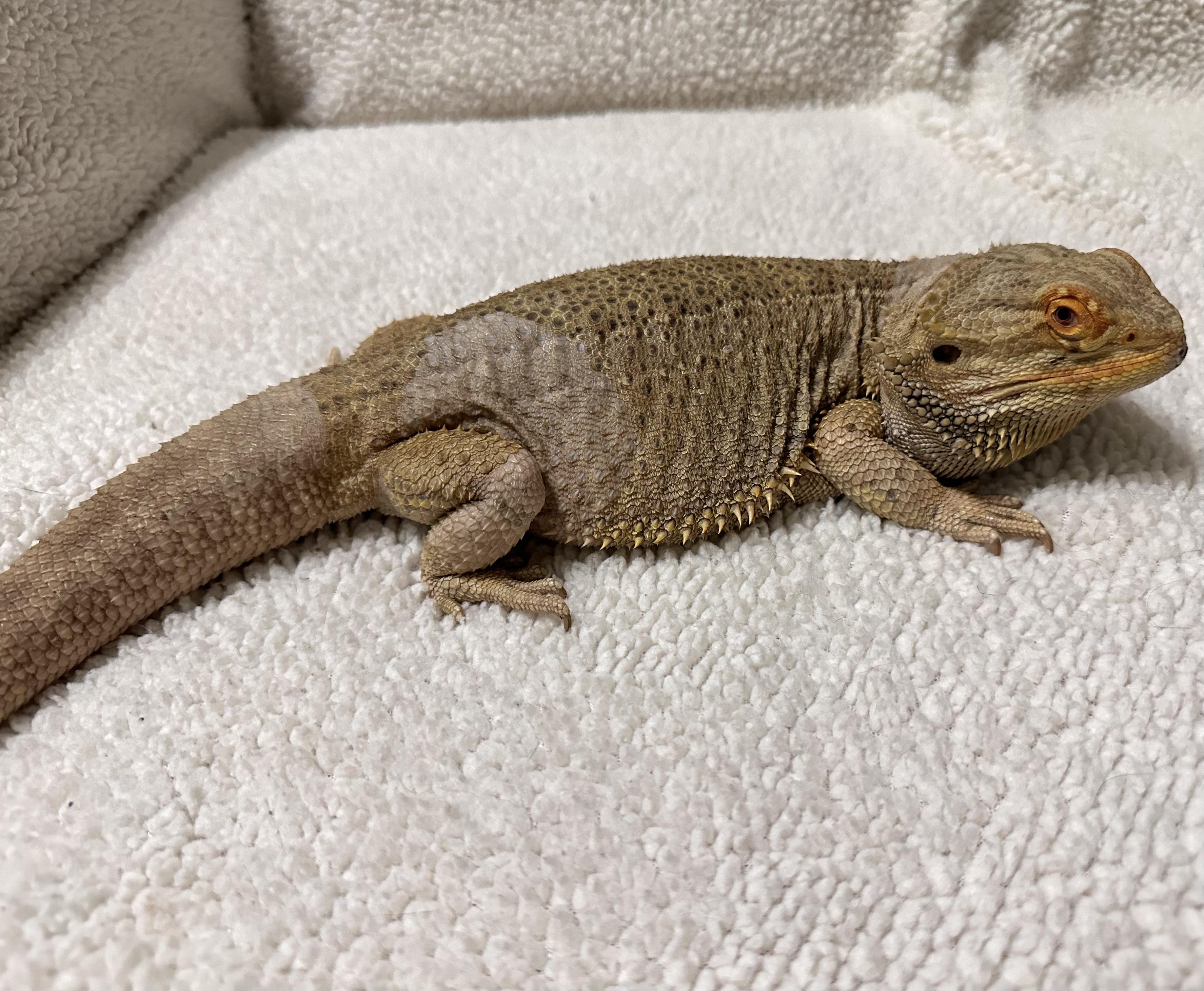 Boogie, a Adoptable Bearded Dragon image 3/6
