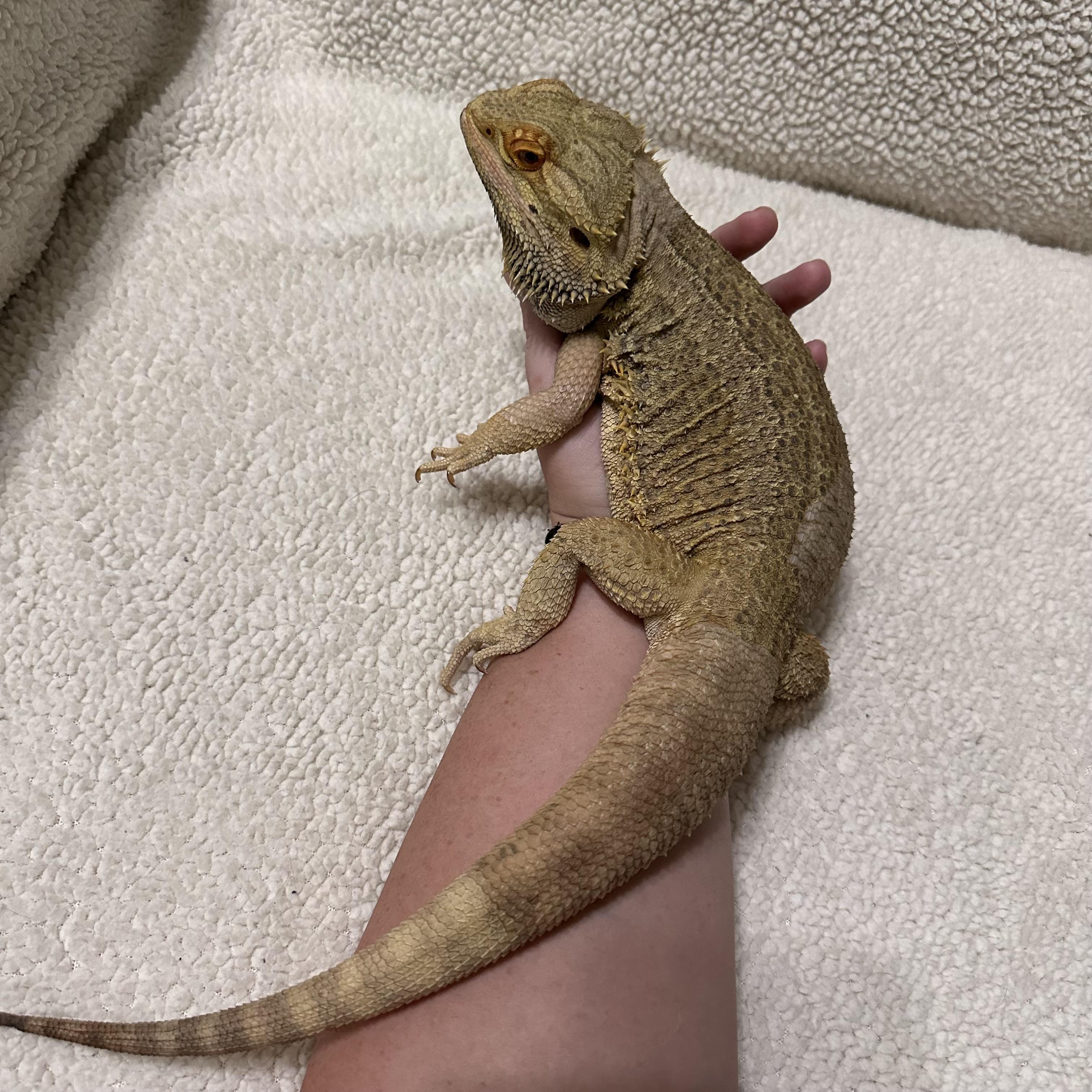 Boogie, a Adoptable Bearded Dragon image 5/6