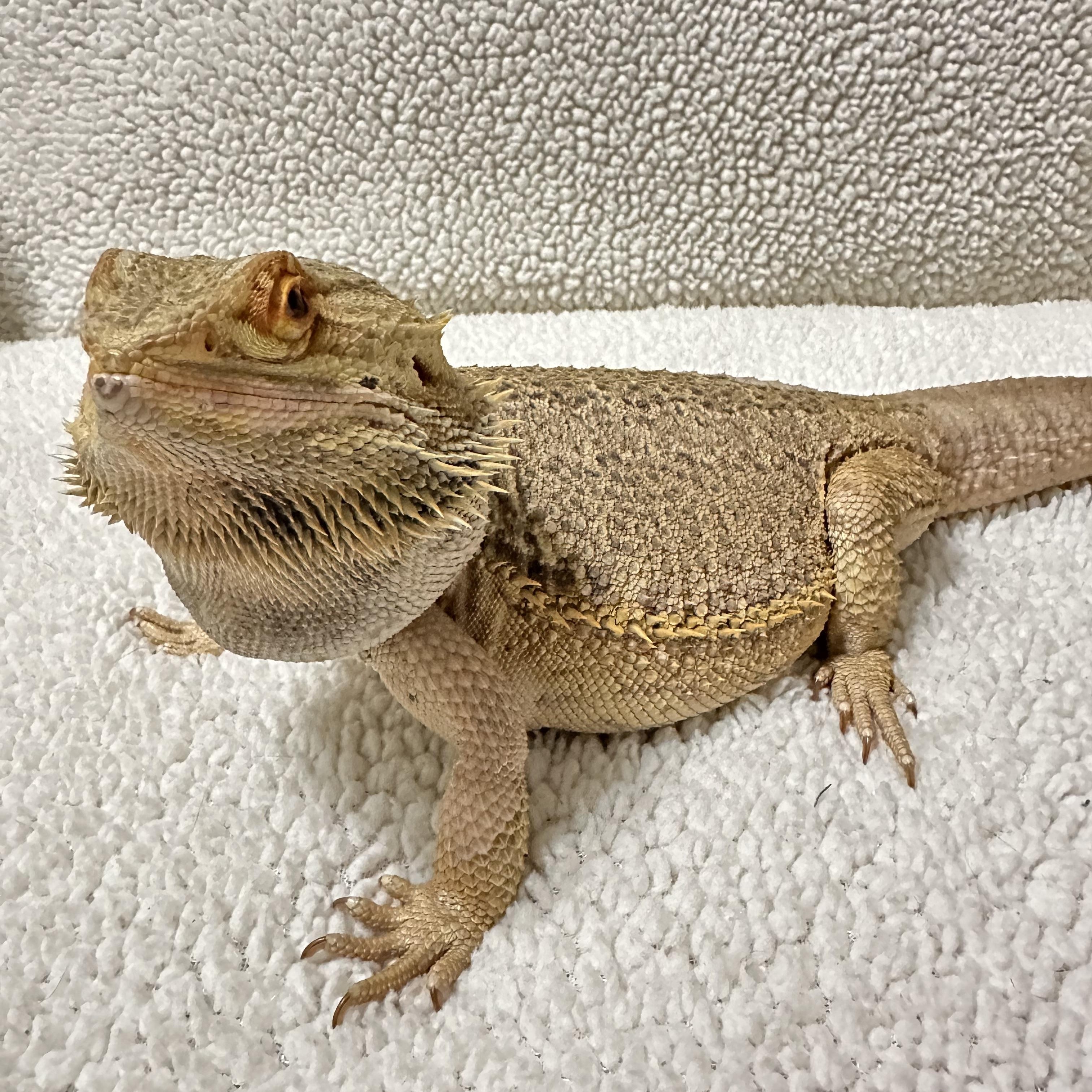 Boogie, Adoptable, Adult Male Bearded Dragon.