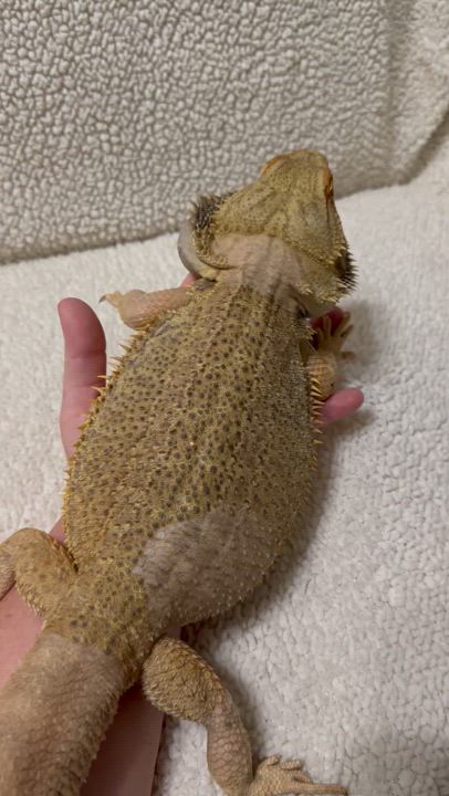 Enlarge Boogie, a Adoptable Bearded Dragon video 6/6