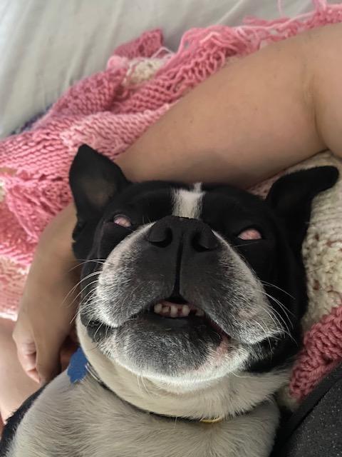 Niko in CO, a Adoptable Boston Terrier in Littleton, CO image 4/6