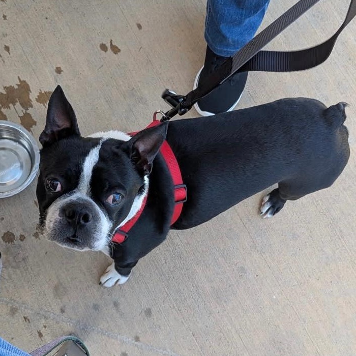 Niko in CO, a Adoptable Boston Terrier in Littleton, CO image 1/6
