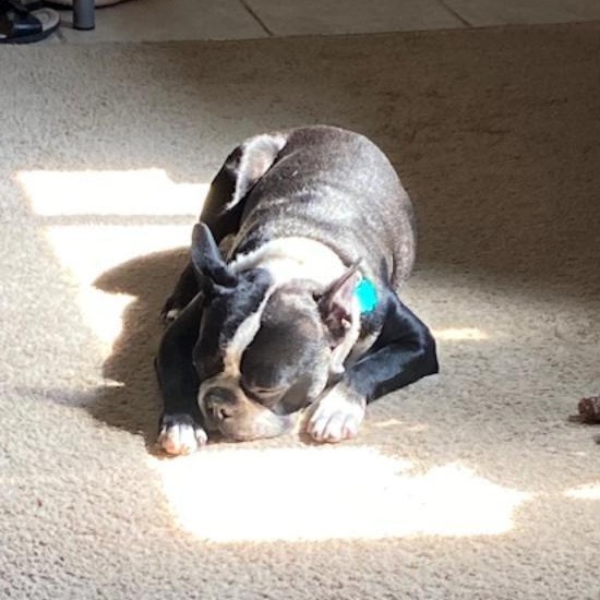 Niko in CO, a Adoptable Boston Terrier in Littleton, CO image 6/6