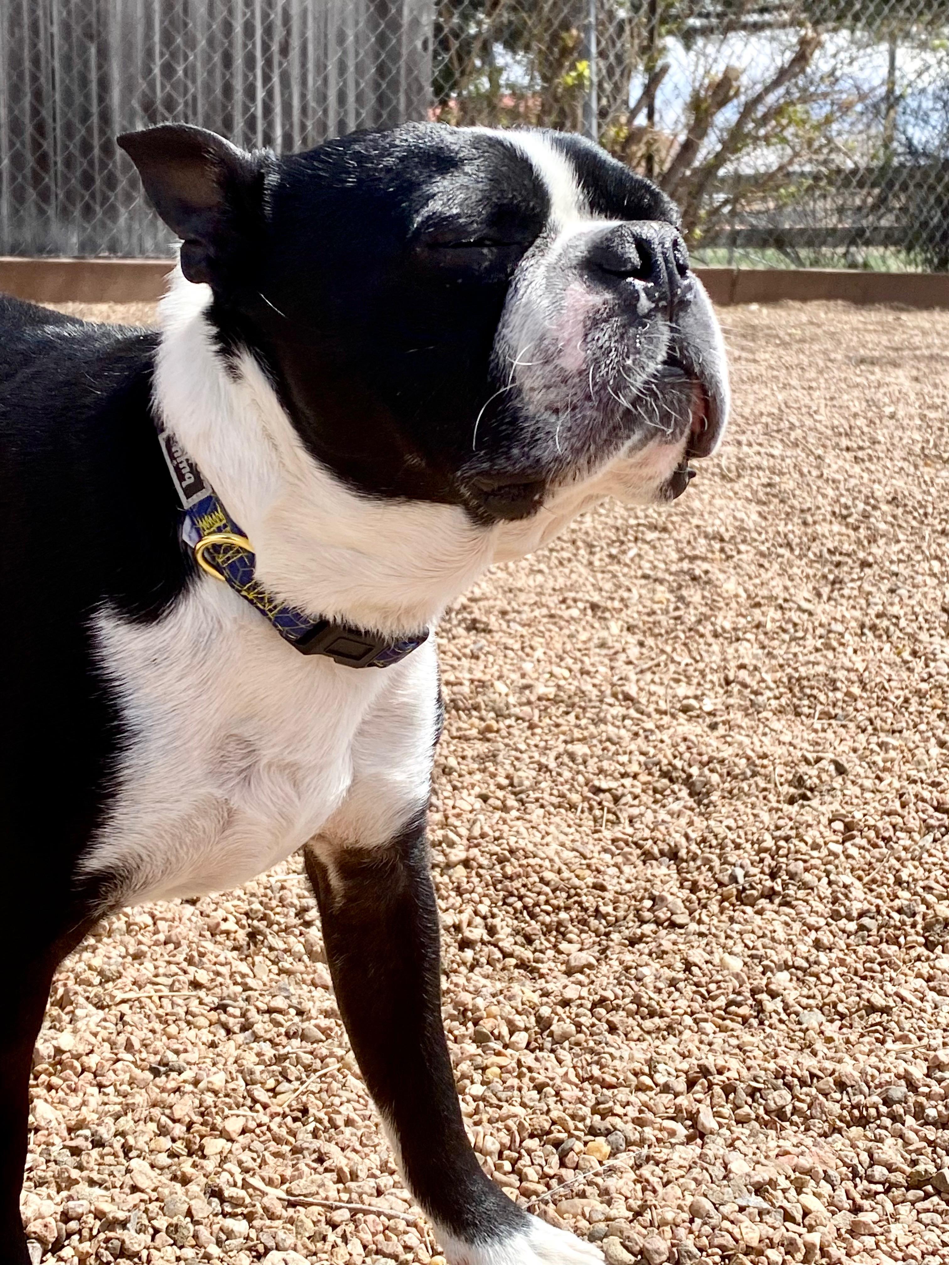 Niko in CO, a Adoptable Boston Terrier in Littleton, CO image 2/6