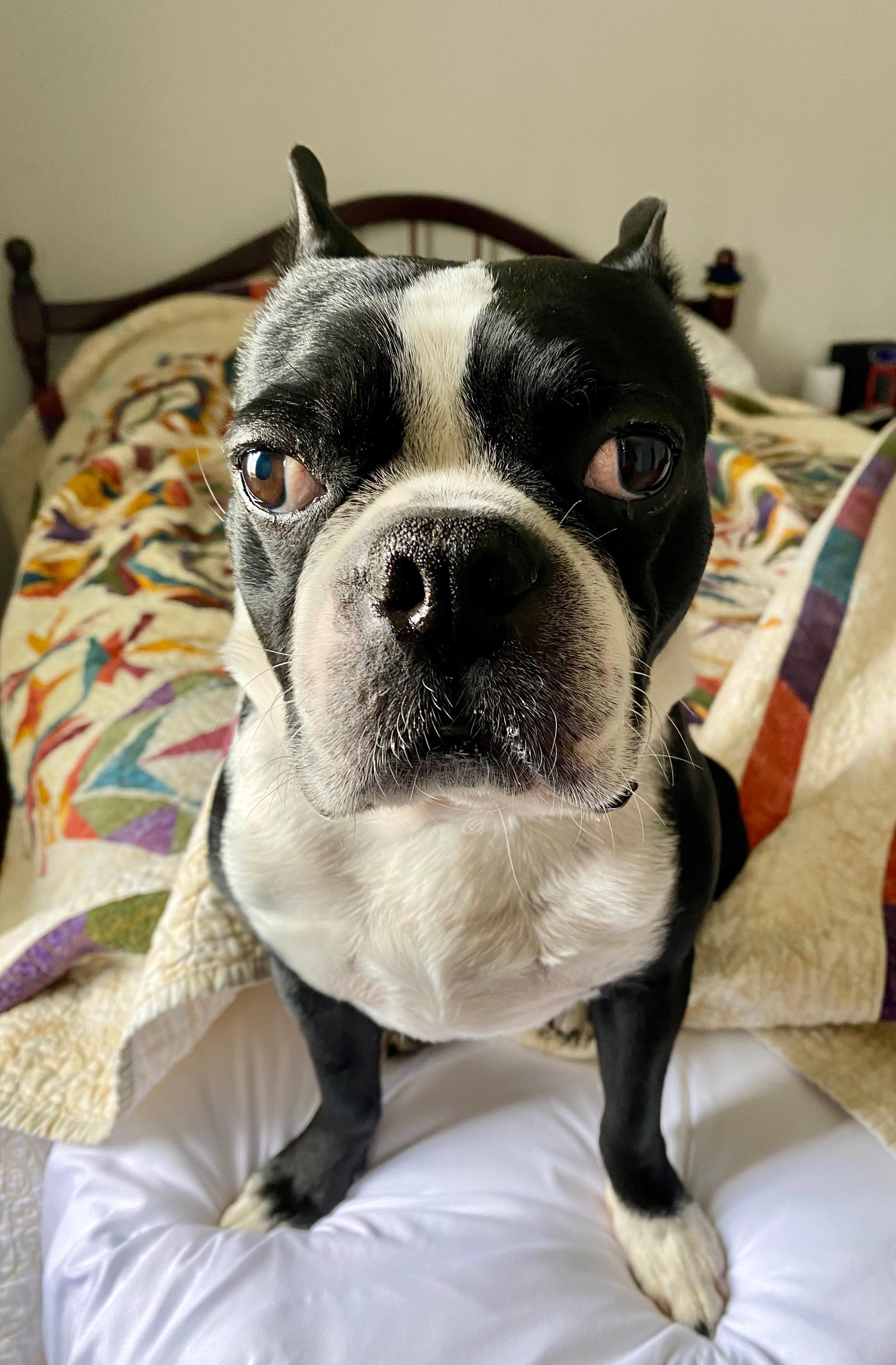 Niko in CO, a Adoptable Boston Terrier in Littleton, CO image 3/6