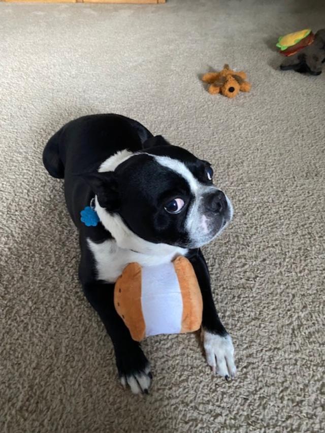 Niko in CO, an adoptable Boston Terrier in Littleton, CO, 80125 | Photo Image 2