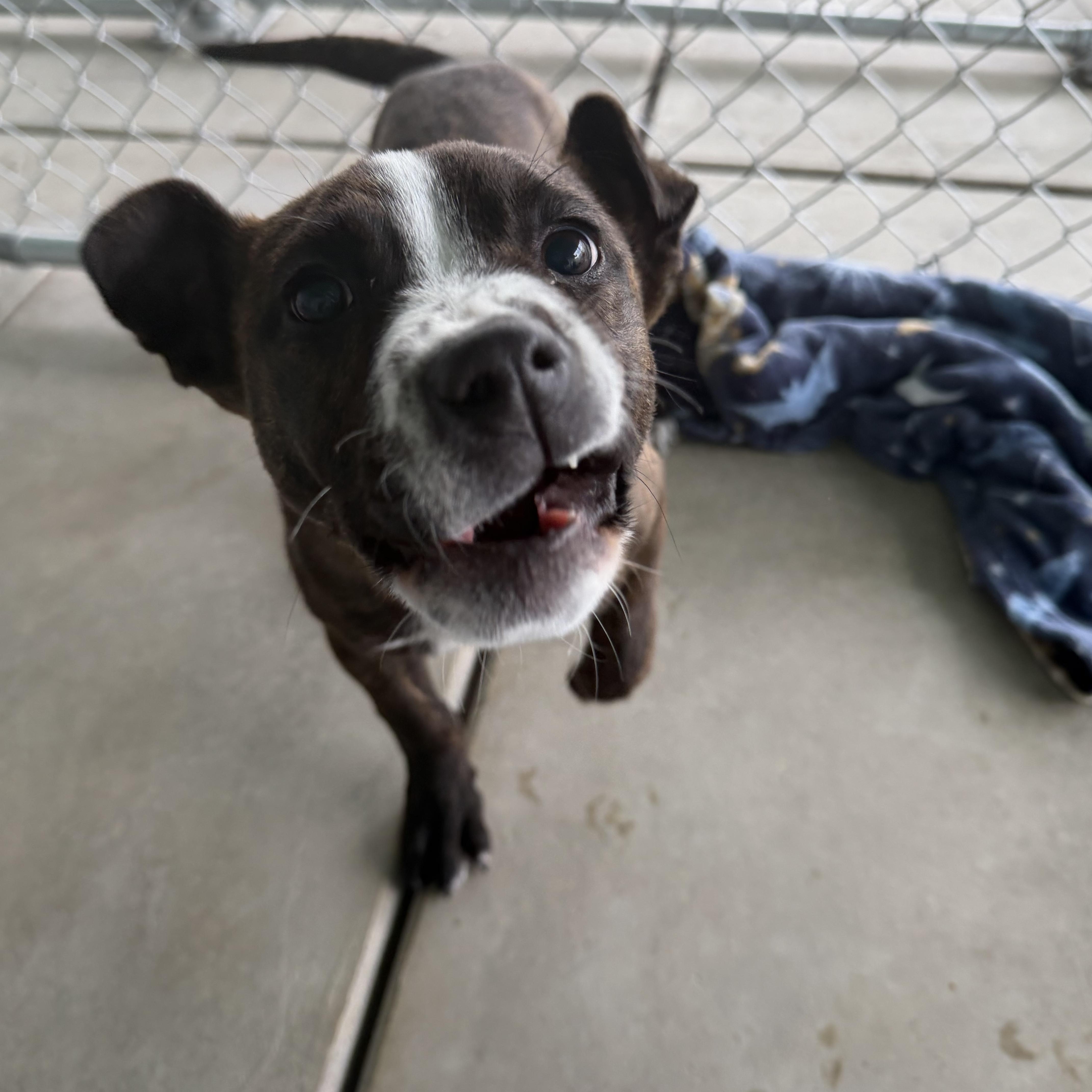 Enlarge Hattie Mae, an adopted Mixed Breed in Sunnyside, WA image 1/3