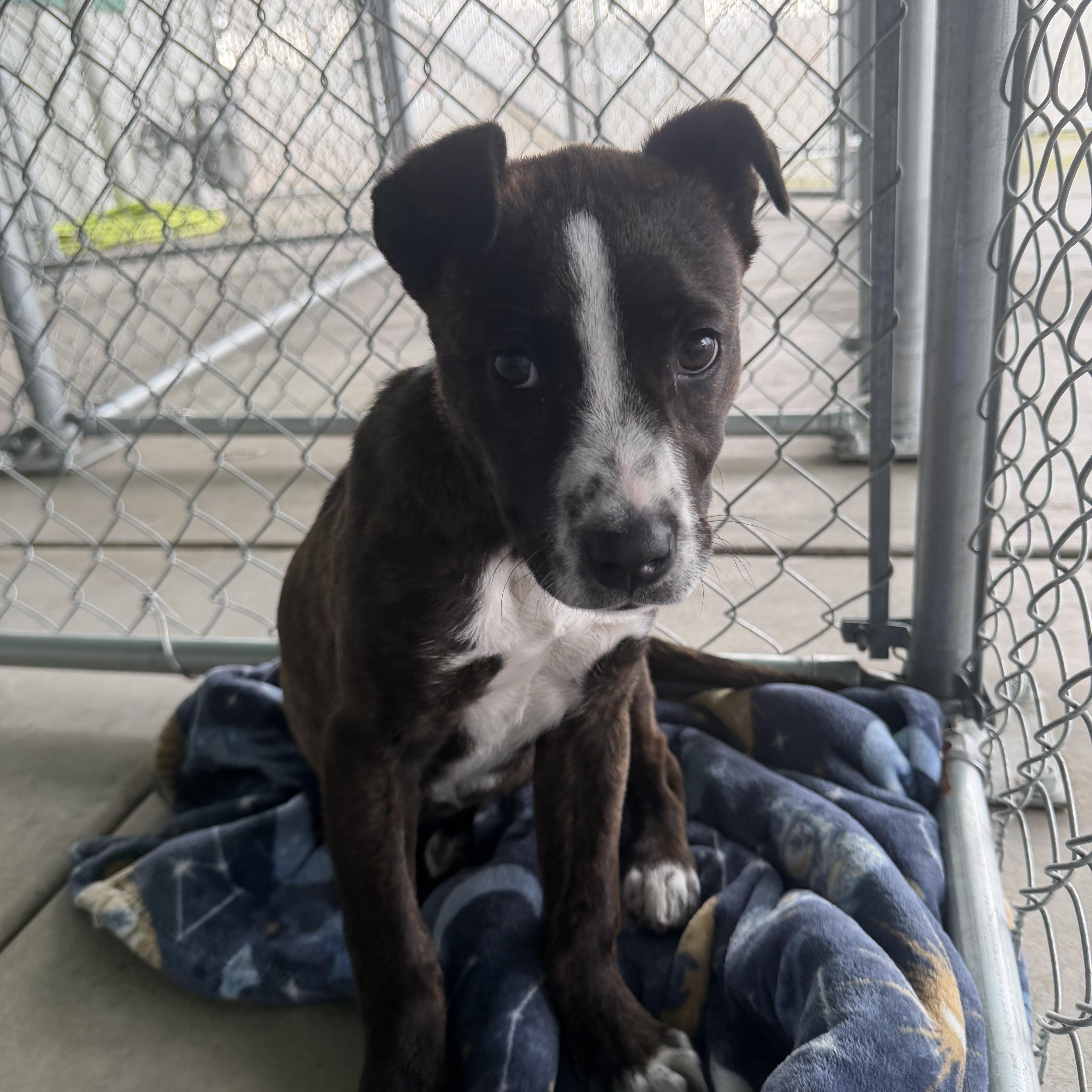Enlarge Hattie Mae, an adopted Mixed Breed in Sunnyside, WA image 2/3