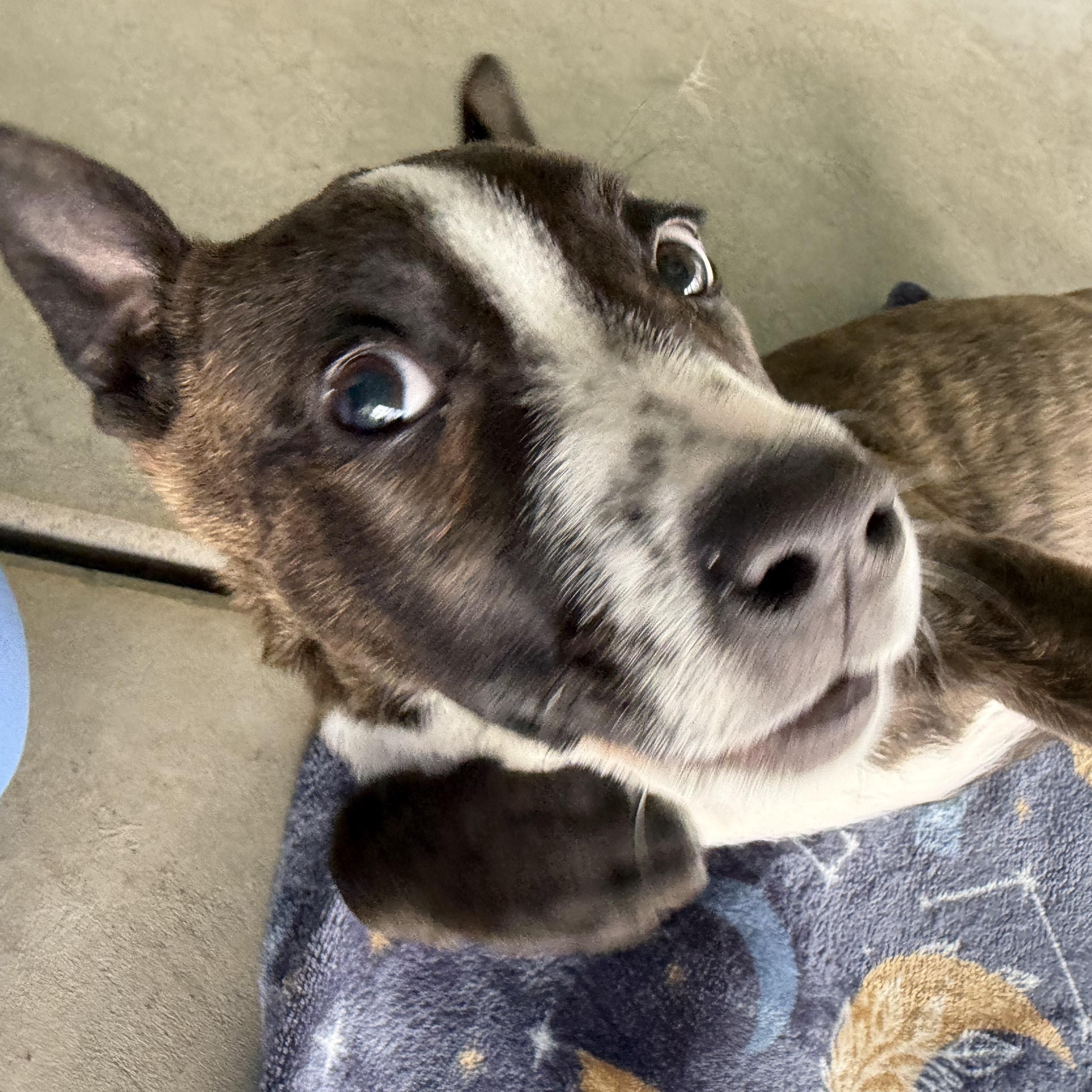 Enlarge Hattie Mae, an adopted Mixed Breed in Sunnyside, WA image 3/3