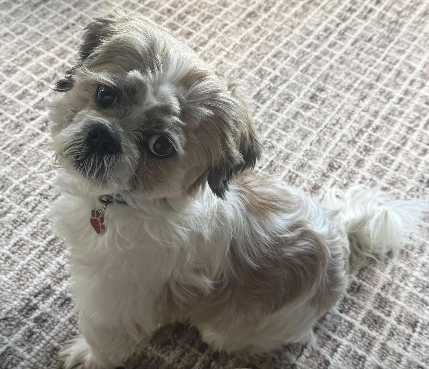 Cruz, ADOPTABLE, Young Male Shih Tzu.