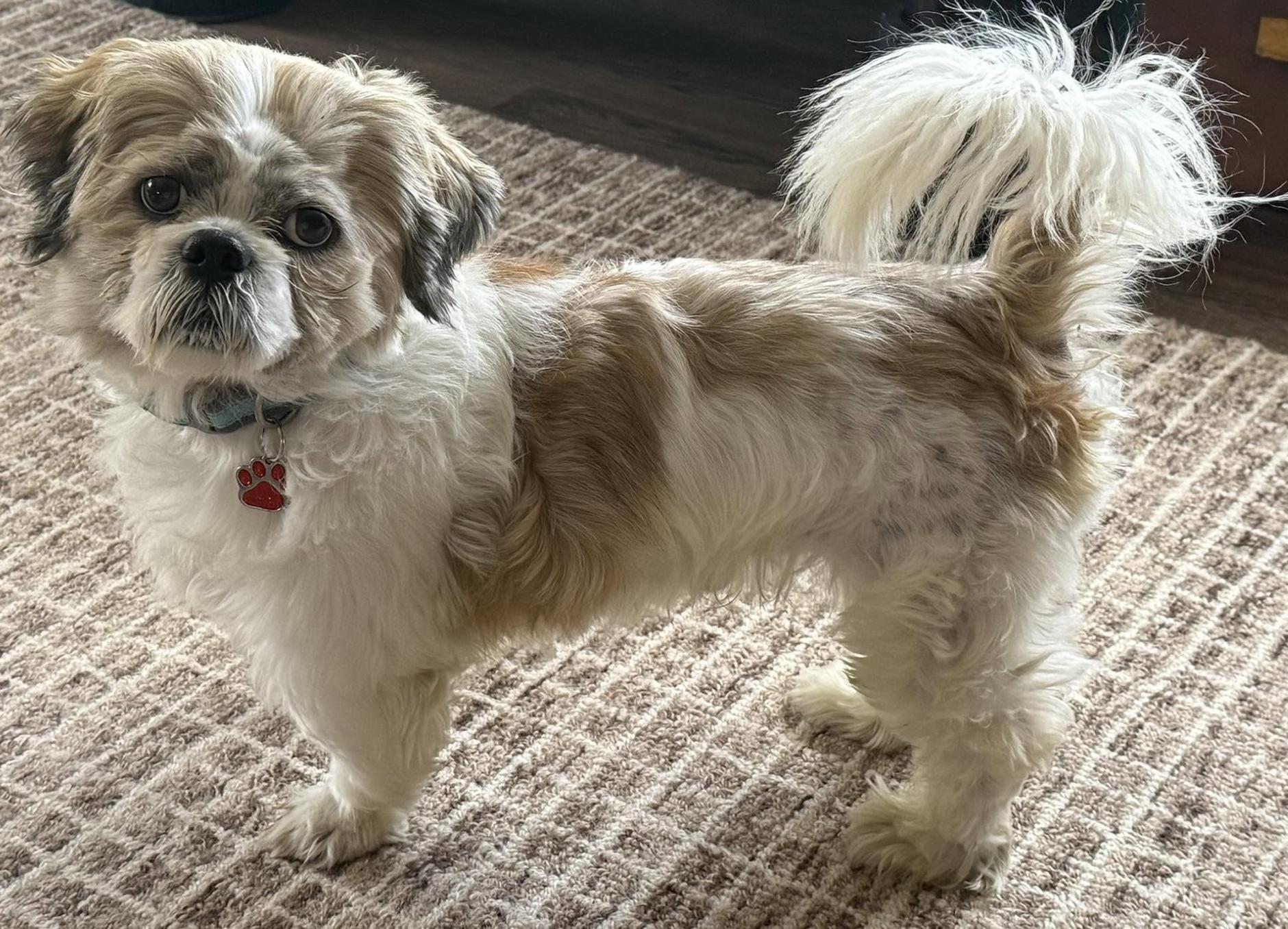 Enlarge Cruz, a ADOPTABLE Shih Tzu in North Freedom, WI image 3/4