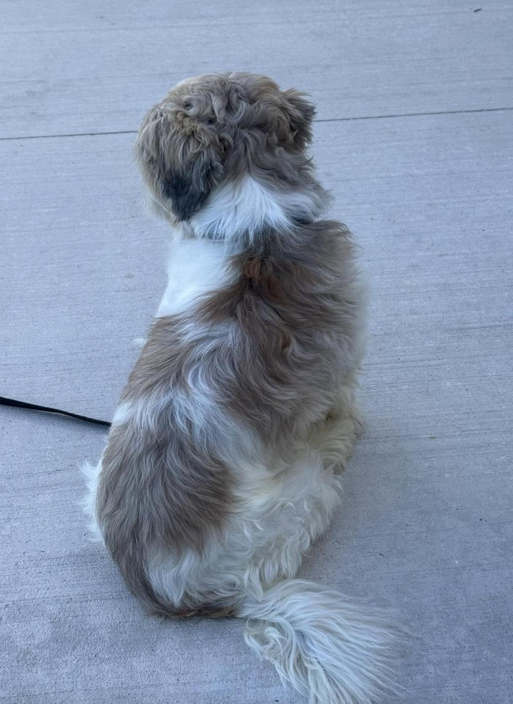 Enlarge Cruz, a ADOPTABLE Shih Tzu in North Freedom, WI image 4/4