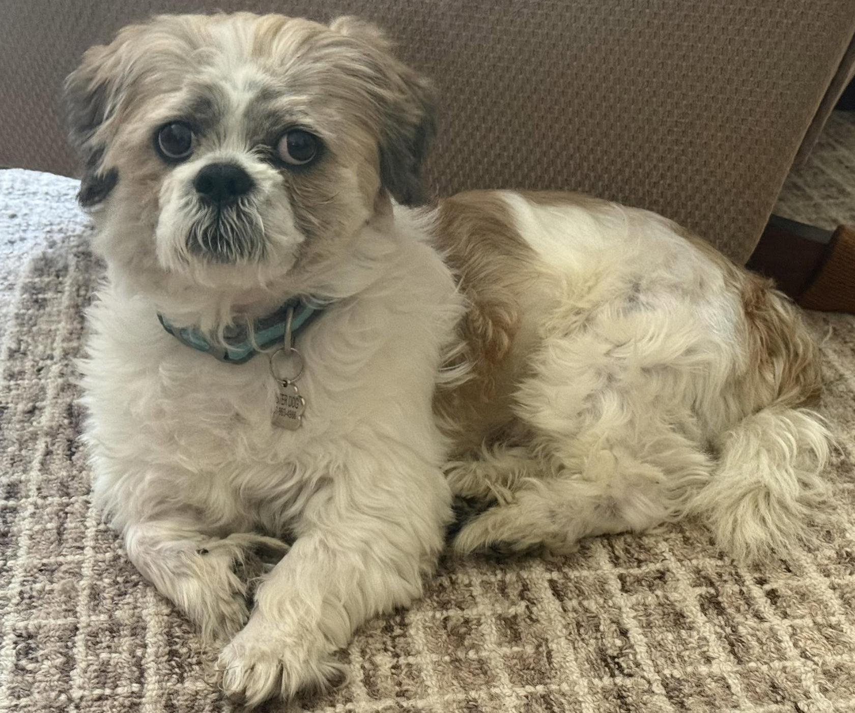 Enlarge Cruz, a ADOPTABLE Shih Tzu in North Freedom, WI image 2/4