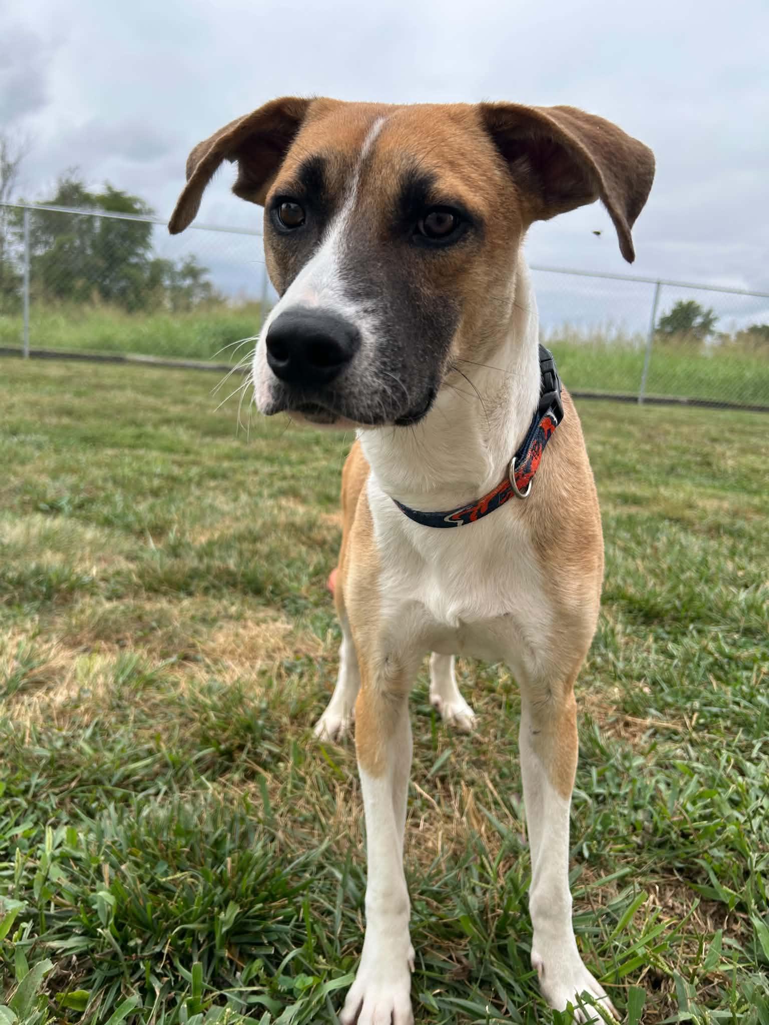 O'Reilly, Adoptable, Young Male Feist.