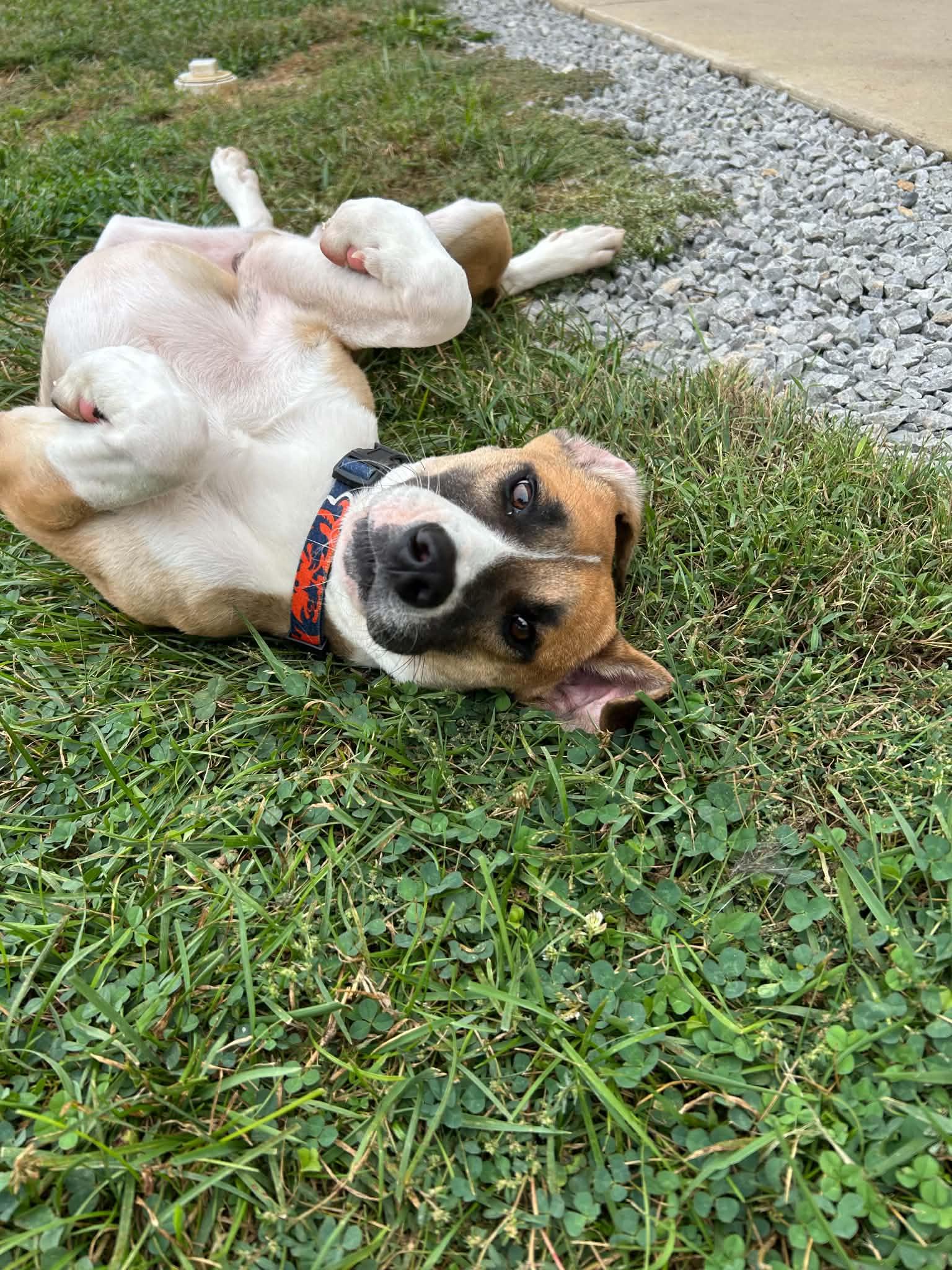 Enlarge O'Reilly, a Adoptable Feist in Steeleville, IL image 2/3