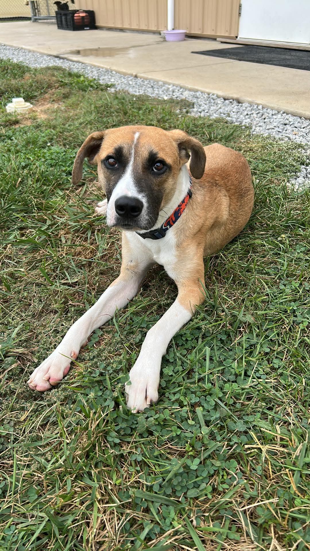 Enlarge O'Reilly, a Adoptable Feist in Steeleville, IL image 3/3
