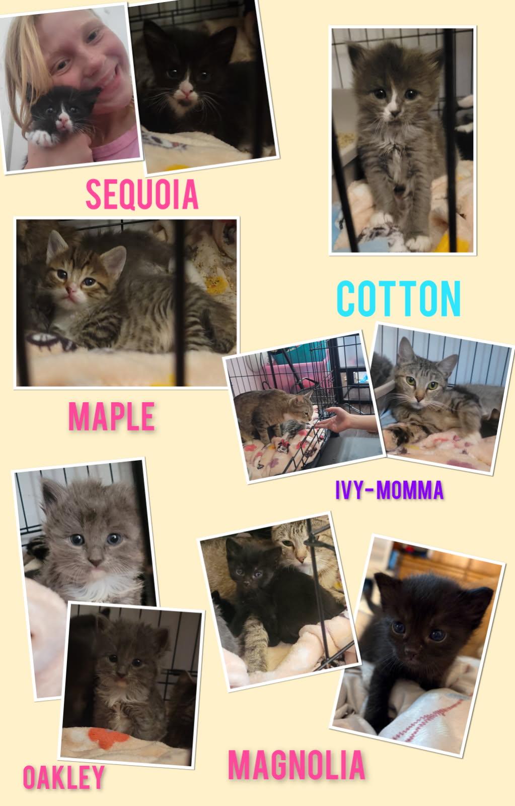 Magnolia, Adoptable, Kitten Female Domestic Short Hair.