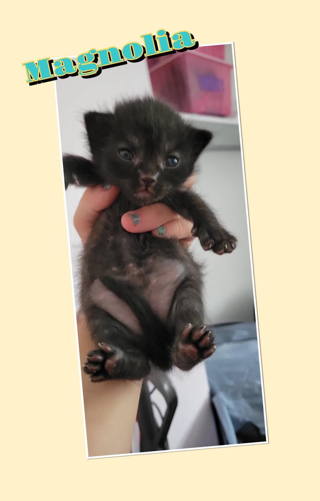 Magnolia, a Adoptable mixed breed in Dixon, CA image 2/4