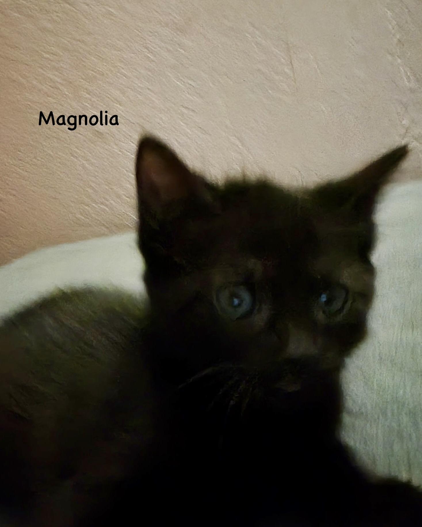 Magnolia, a Adoptable mixed breed in Dixon, CA image 4/4