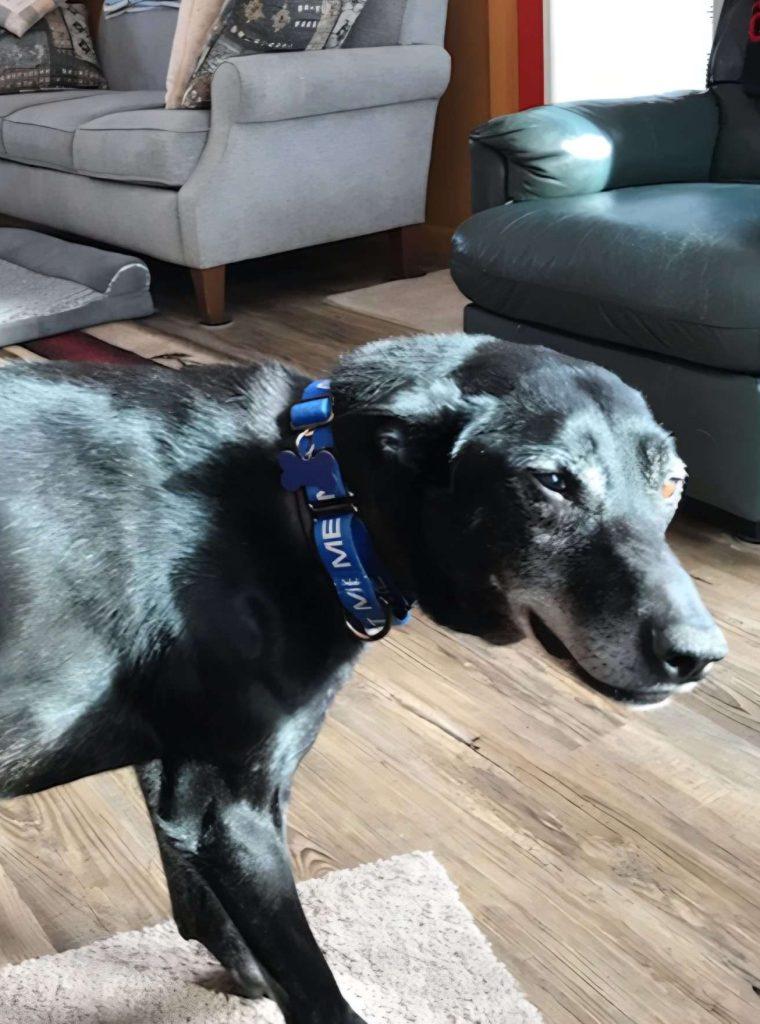 Enlarge TOKLO, a ADOPTABLE mixed breed in Ironwood, MI image 1/6