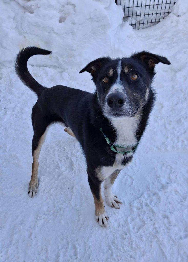 Enlarge TOKLO, a ADOPTABLE mixed breed in Ironwood, MI image 4/6