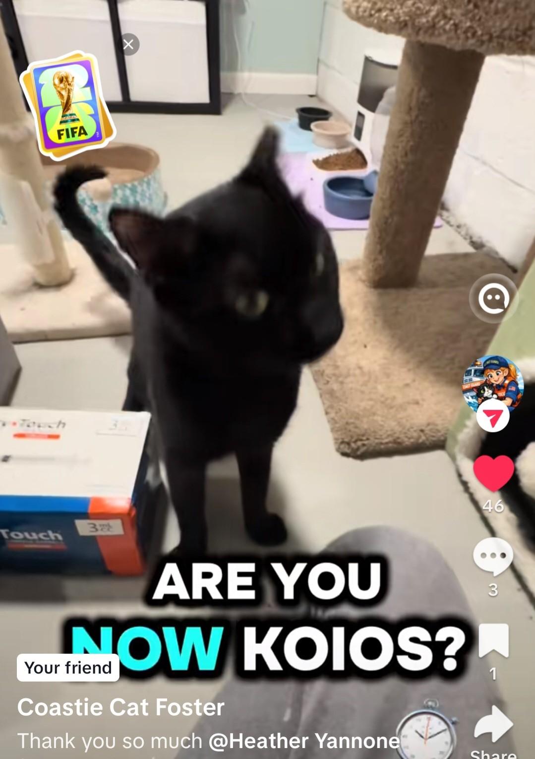 Koios, ADOPTABLE, Adult Male Domestic Short Hair.
