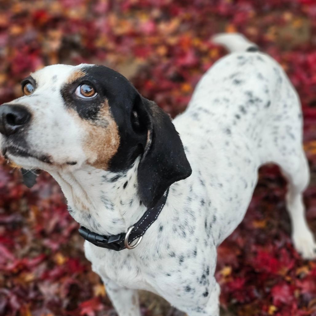 Enlarge Fallon, a Adoptable Coonhound in Oakville, WA image 1/3