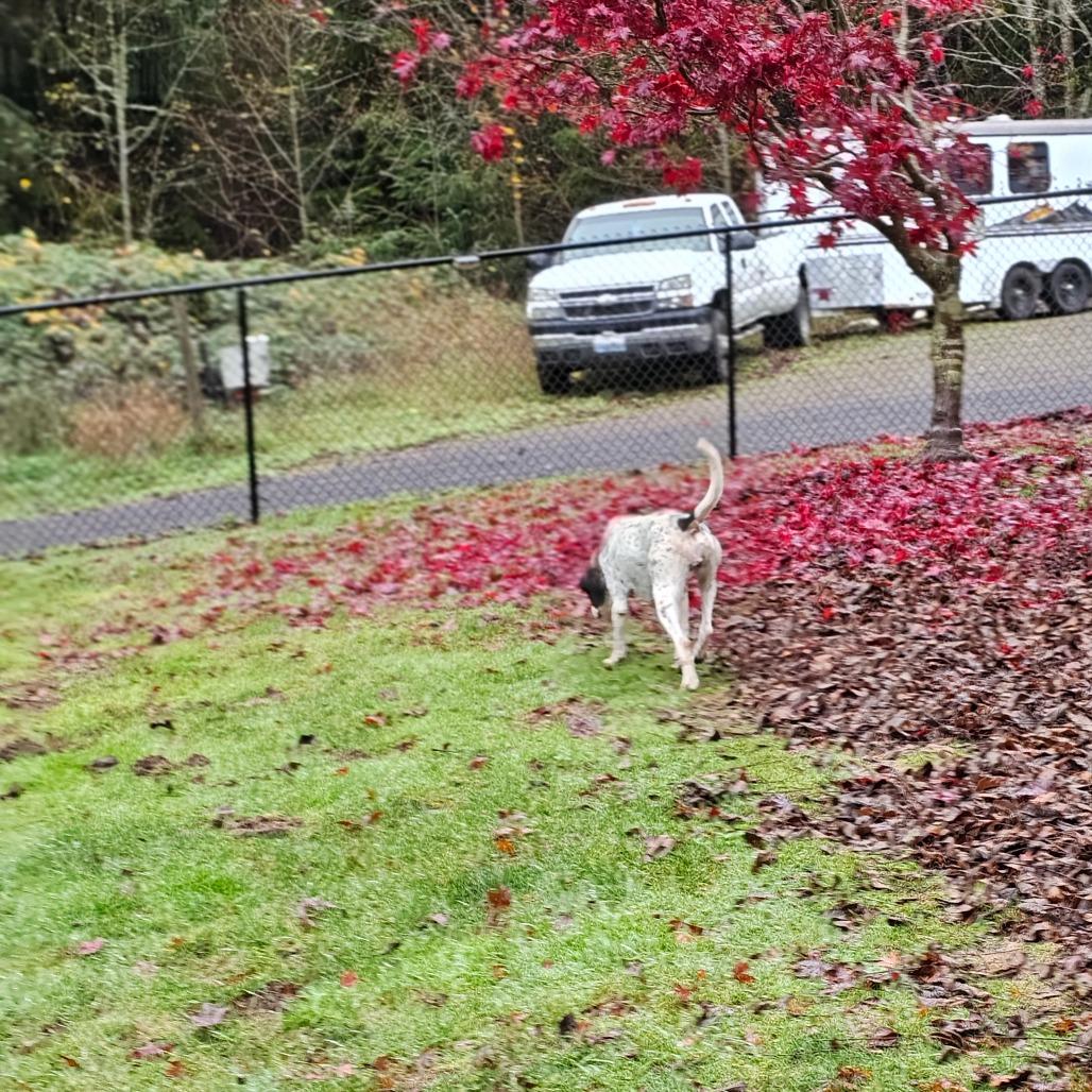 Enlarge Fallon, a Adoptable Coonhound in Oakville, WA image 2/3