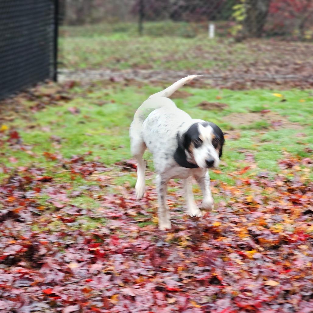 Enlarge Fallon, a Adoptable Coonhound in Oakville, WA image 3/3