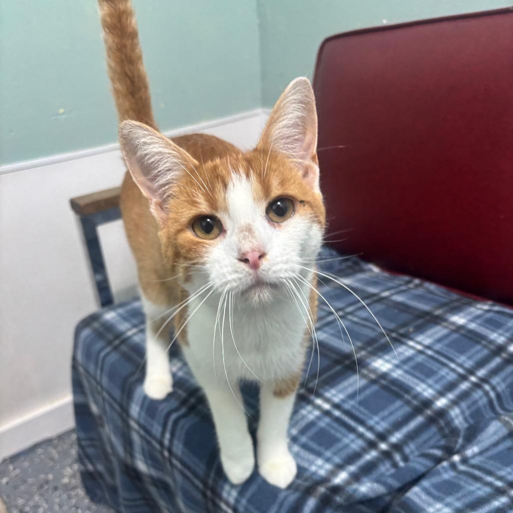 Julius 69C26, Adoptable, Young Male Domestic Short Hair & Domestic Short Hair.