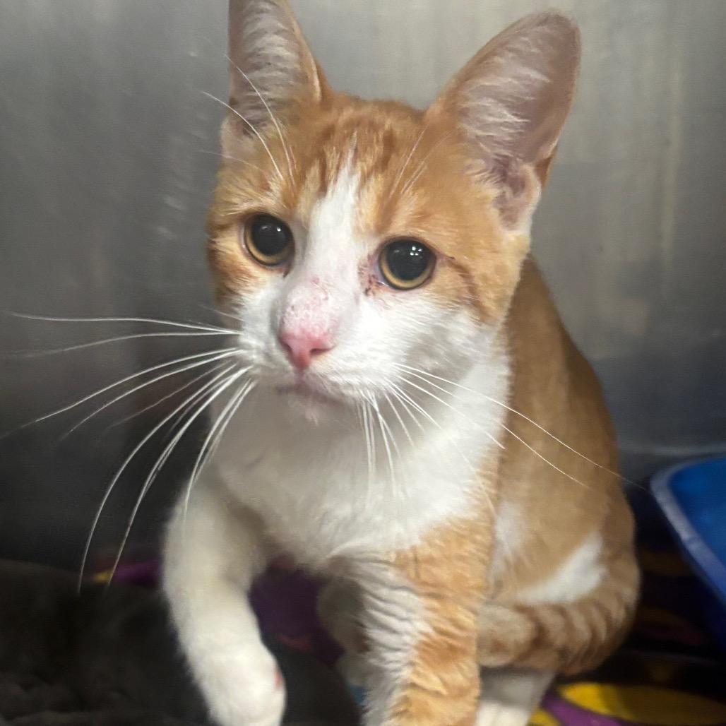 Enlarge Julius 69C26, a Adoptable mixed breed in Napoleon, OH image 2/6