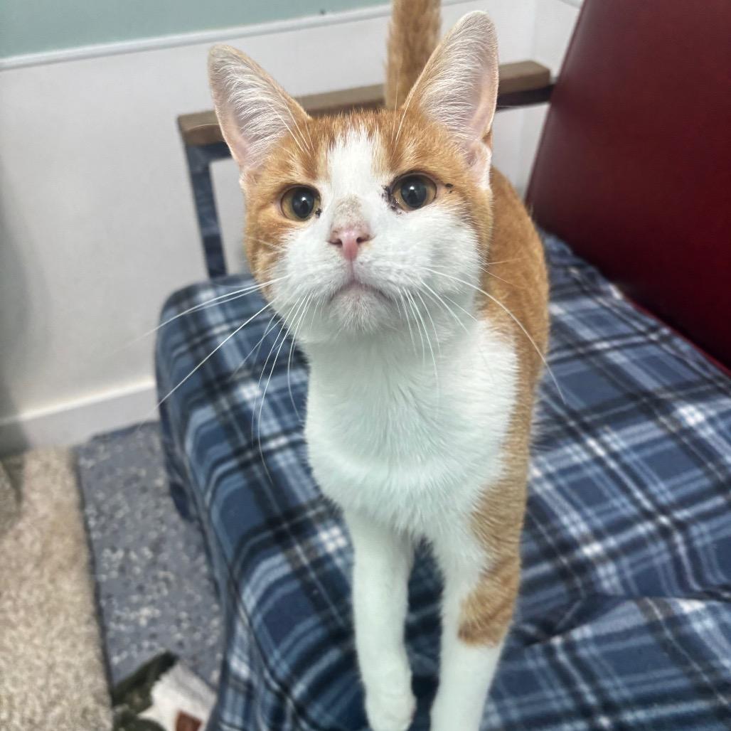 Enlarge Julius 69C26, a Adoptable mixed breed in Napoleon, OH image 3/6