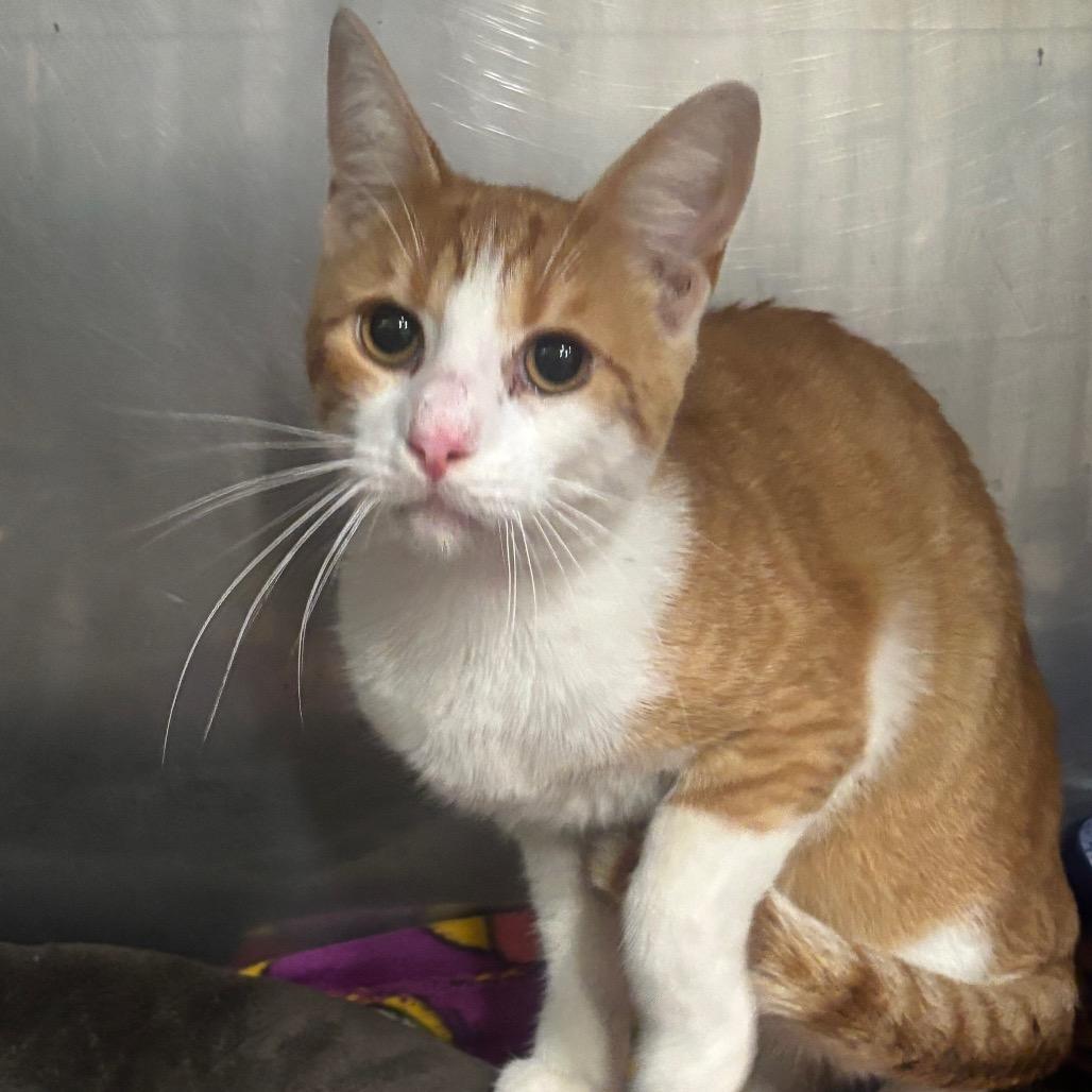 Enlarge Julius 69C26, a Adoptable mixed breed in Napoleon, OH image 4/6