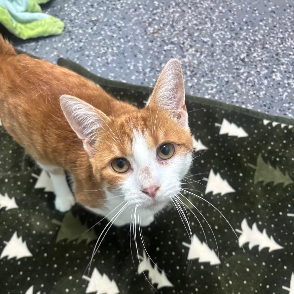 Enlarge Julius 69C26, a Adoptable mixed breed in Napoleon, OH image 5/6