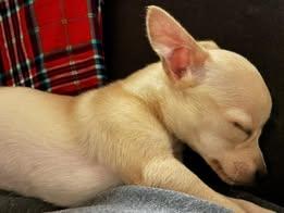 Enlarge Dollie Madison, an adopted mixed breed in Matthews, NC image 2/3