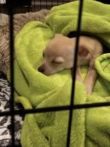 Enlarge Dollie Madison, an adopted mixed breed in Matthews, NC image 3/3