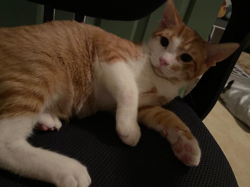 Sundance25, Adoptable, Young Male Domestic Short Hair.