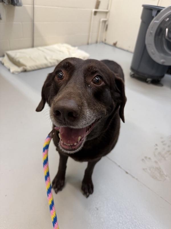 Enlarge Annie, a Adoptable mixed breed in Great Falls, MT image 1/1