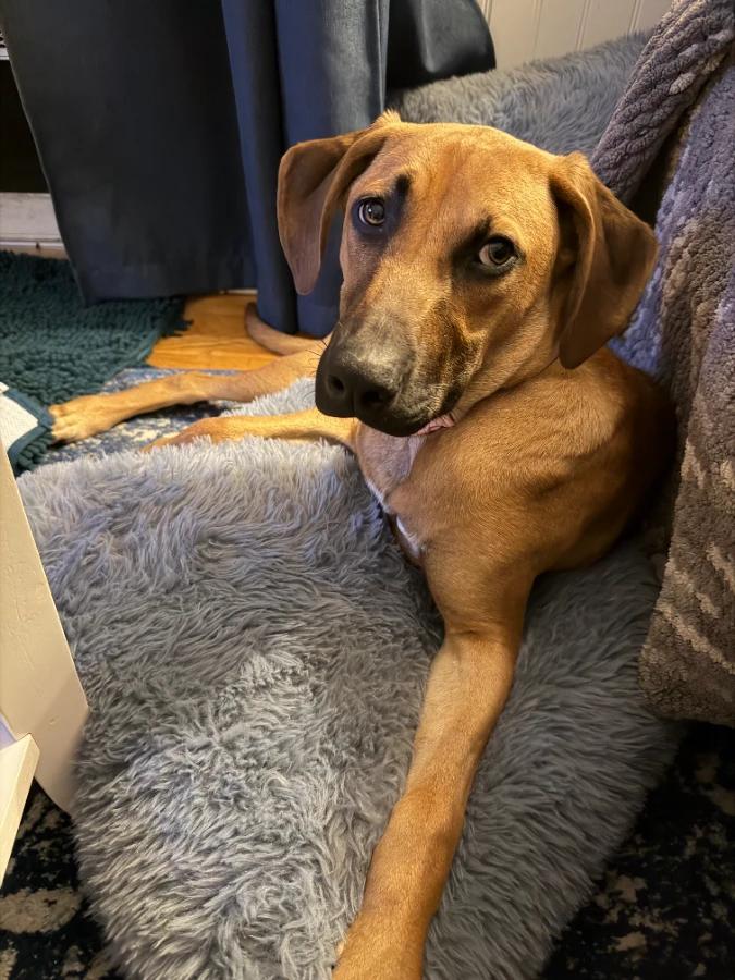 Nala, Adoptable, Puppy Female Mixed Breed.