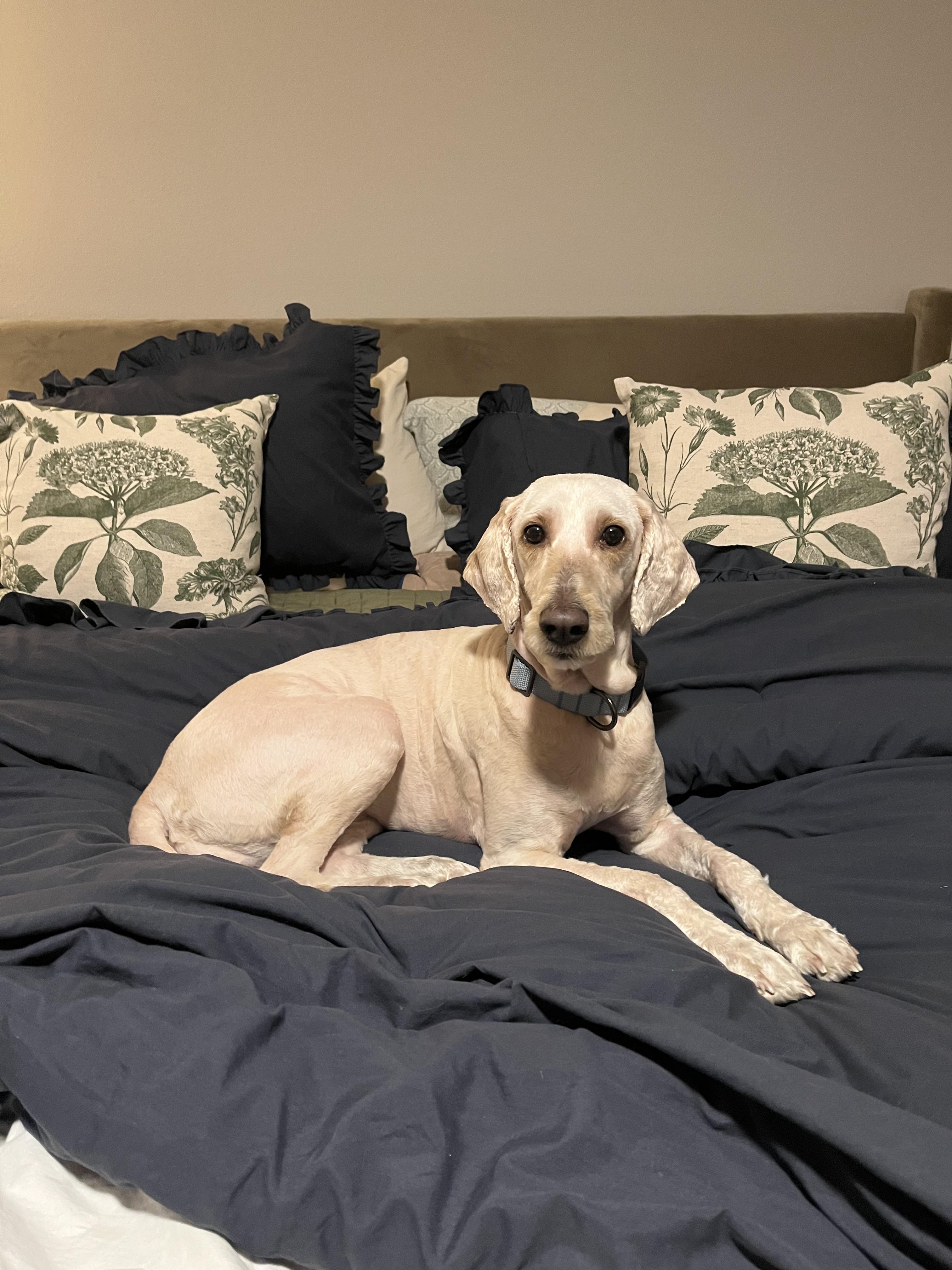 Lexi, ADOPTABLE, Adult Female Goldendoodle.