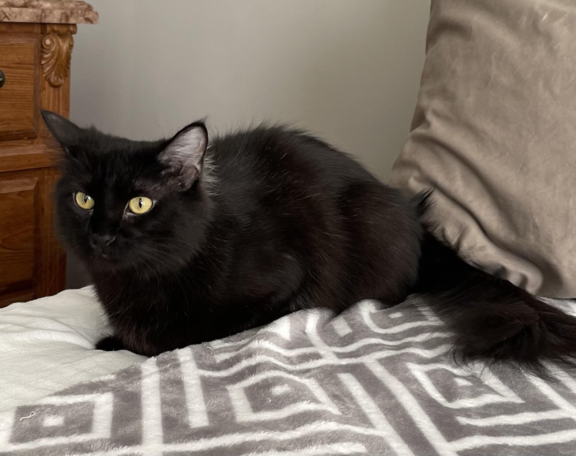 Bella, an adoptable Domestic Long Hair in Bloomsdale, MO, 63627 | Photo Image 1