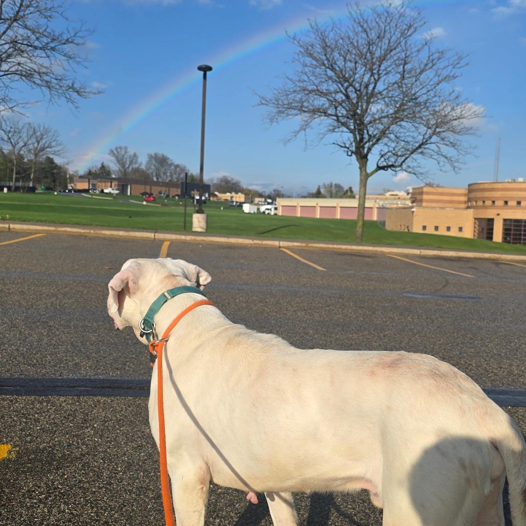 Bishop, Adoptable, Adult Male Dogo Argentino.