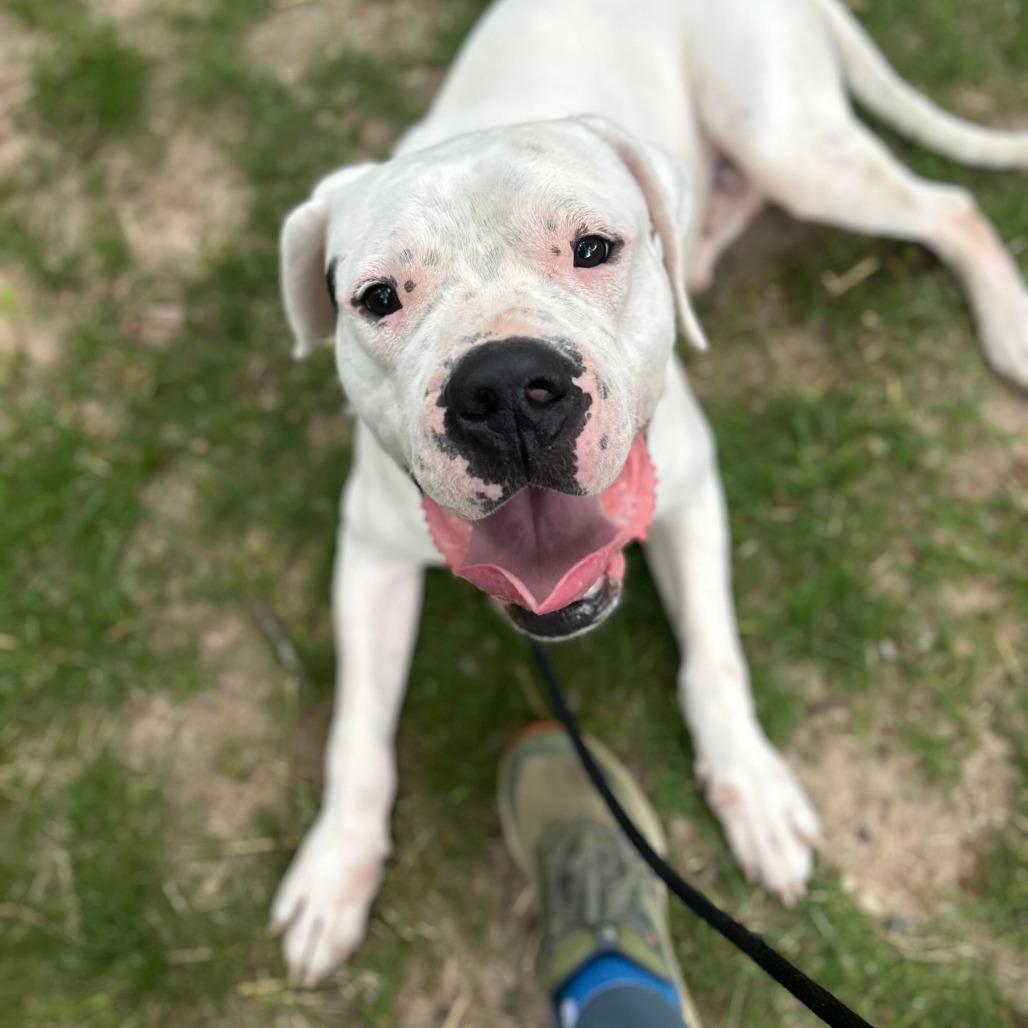 Bishop, a Adoptable Dogo Argentino in Grand Rapids, MI image 2/6