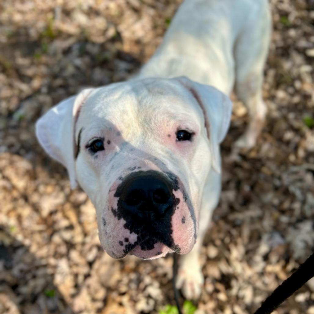 Bishop, a Adoptable Dogo Argentino in Grand Rapids, MI image 3/6