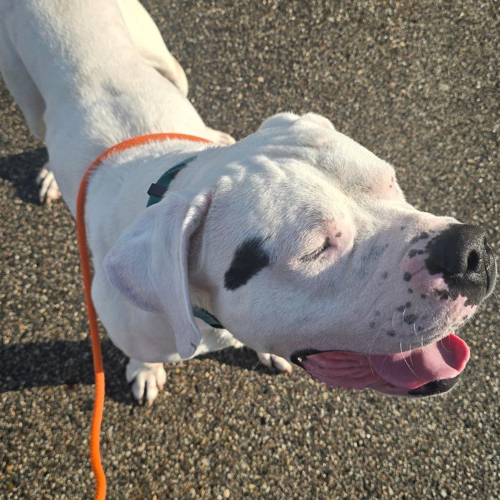 Bishop, a Adoptable Dogo Argentino in Grand Rapids, MI image 4/6