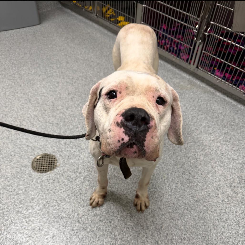 Bishop, a Adoptable Dogo Argentino in Grand Rapids, MI image 5/6