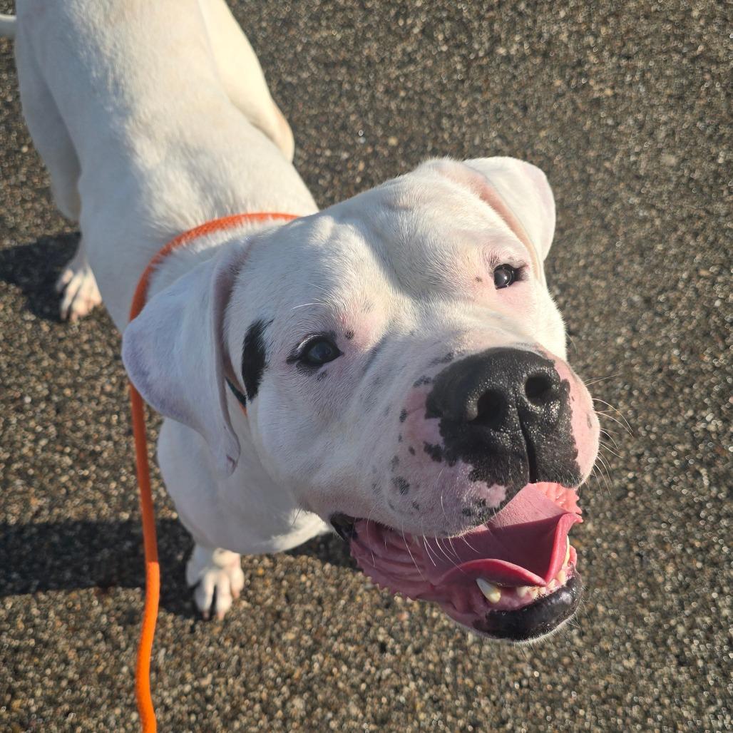 Bishop, a Adoptable Dogo Argentino in Grand Rapids, MI image 6/6