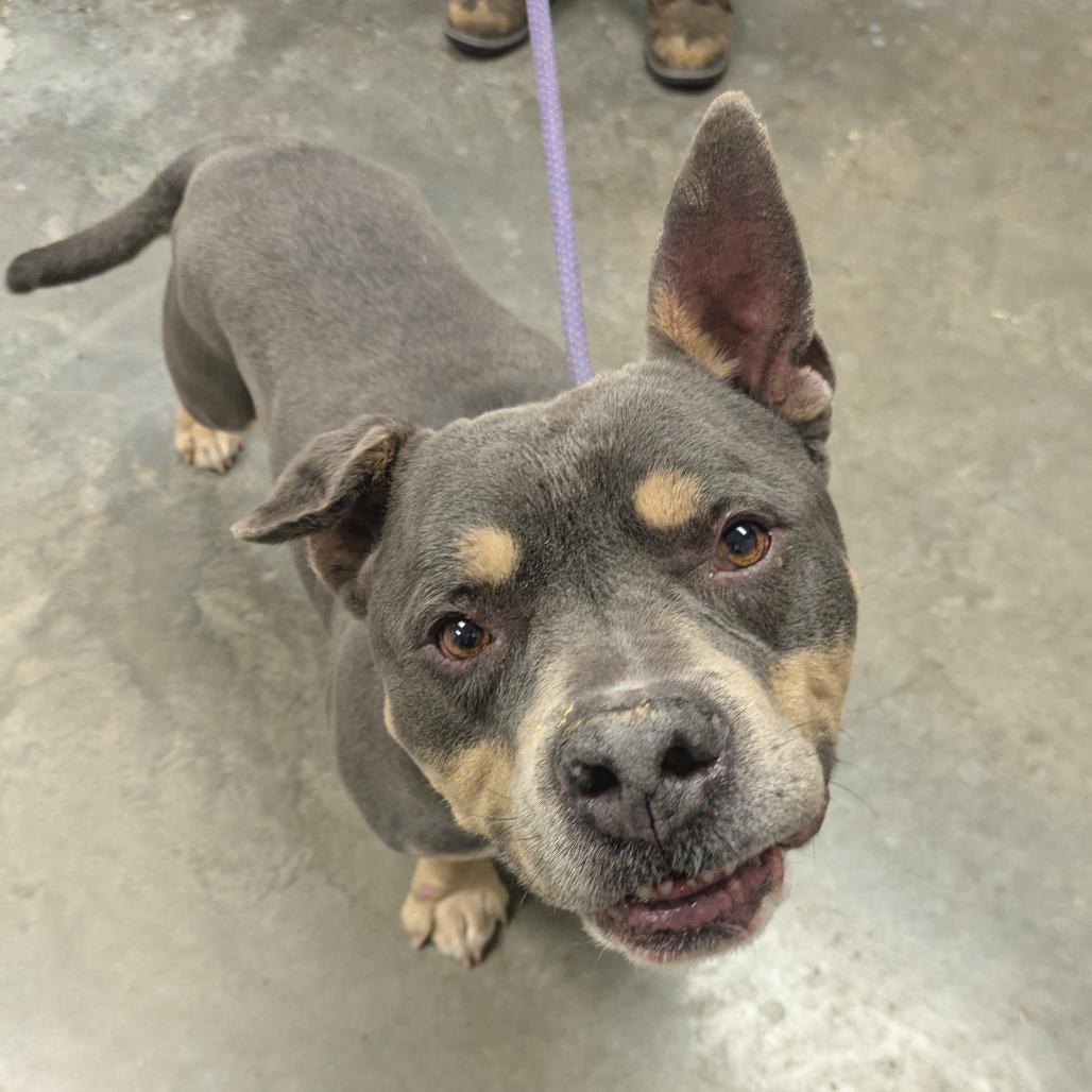 Enano, Adoptable, Senior Male Pit Bull Terrier.