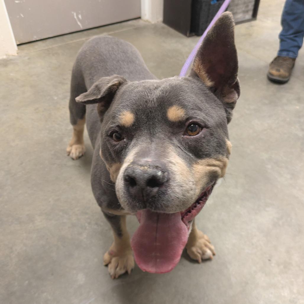 Enano, a Adoptable mixed breed in Manhattan, KS image 2/6