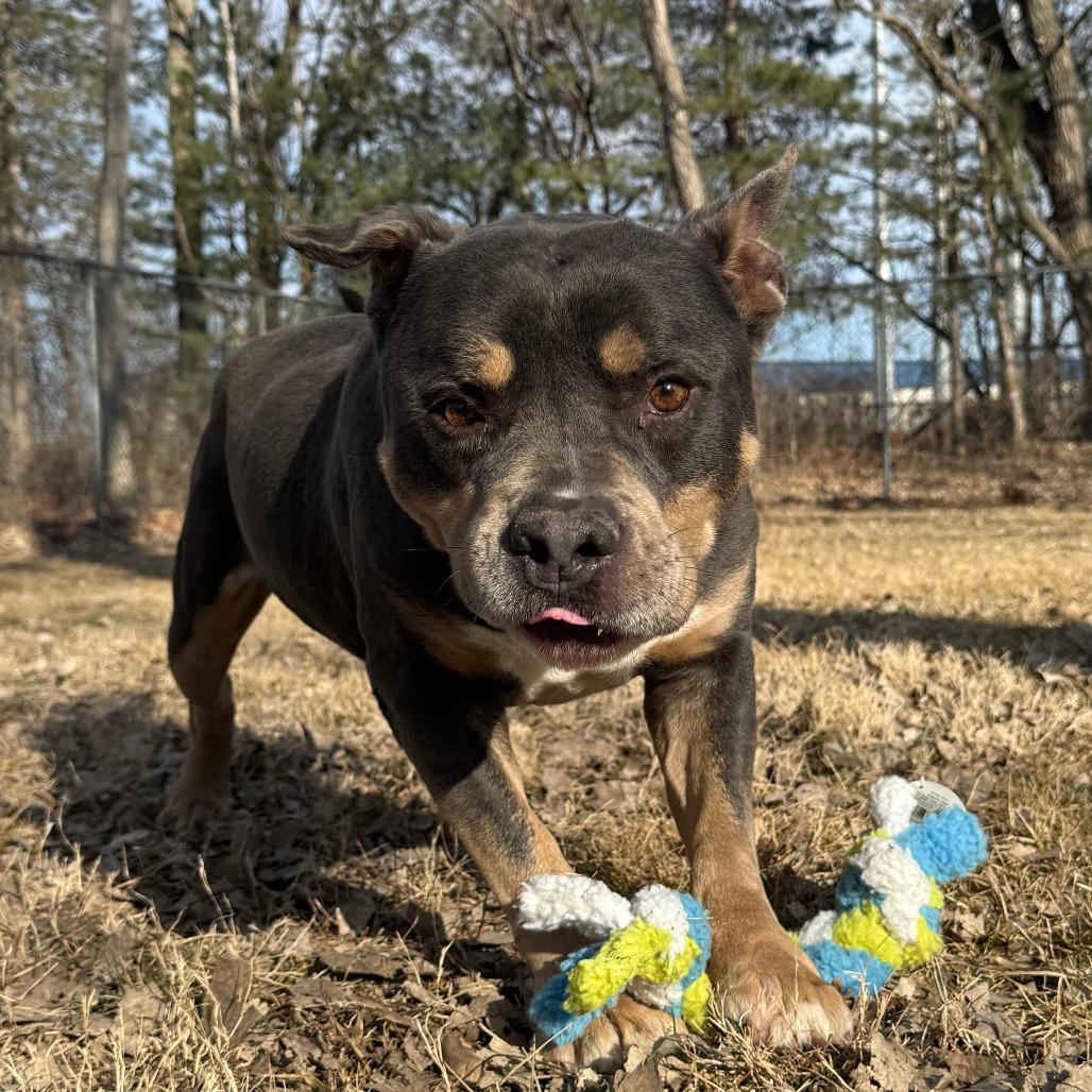 Enano, a Adoptable mixed breed in Manhattan, KS image 5/6